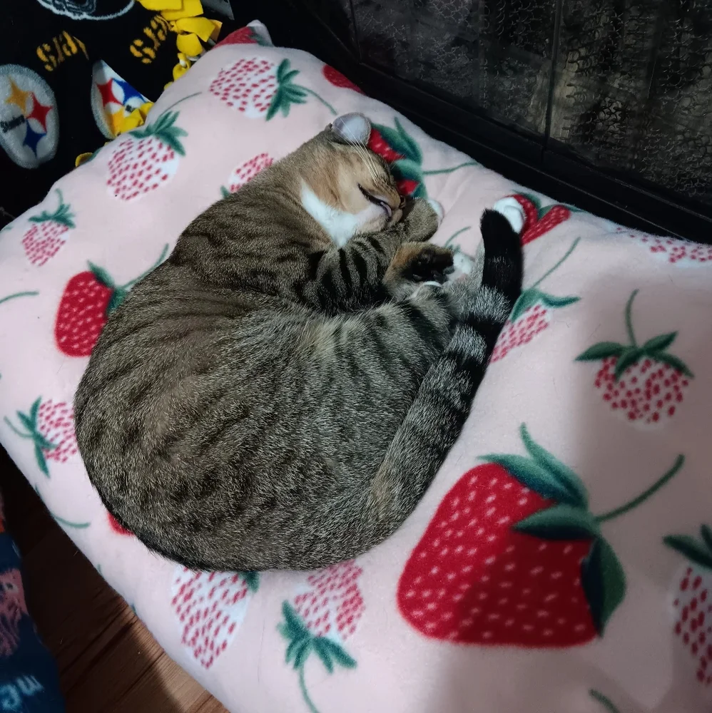 Plush Strawberry Cat Bed Dog Bed Pet Bed Handmade